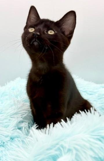 Caterpillar, a Adoptable Domestic Short Hair in Covington, LA image 2/6