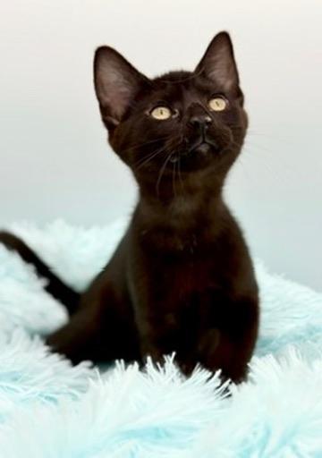Caterpillar, a Adoptable Domestic Short Hair in Covington, LA image 4/6