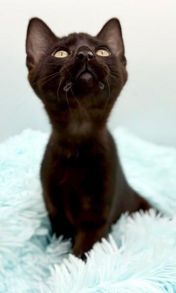 Caterpillar, a Adoptable Domestic Short Hair in Covington, LA image 3/6