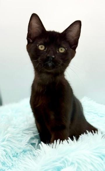 Caterpillar, a Adoptable Domestic Short Hair in Covington, LA image 6/6