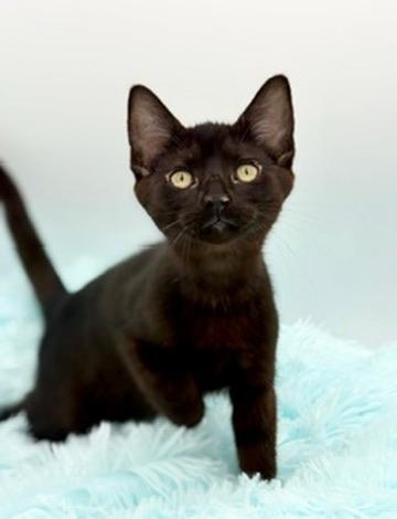 Caterpillar, a Adoptable Domestic Short Hair in Covington, LA image 5/6
