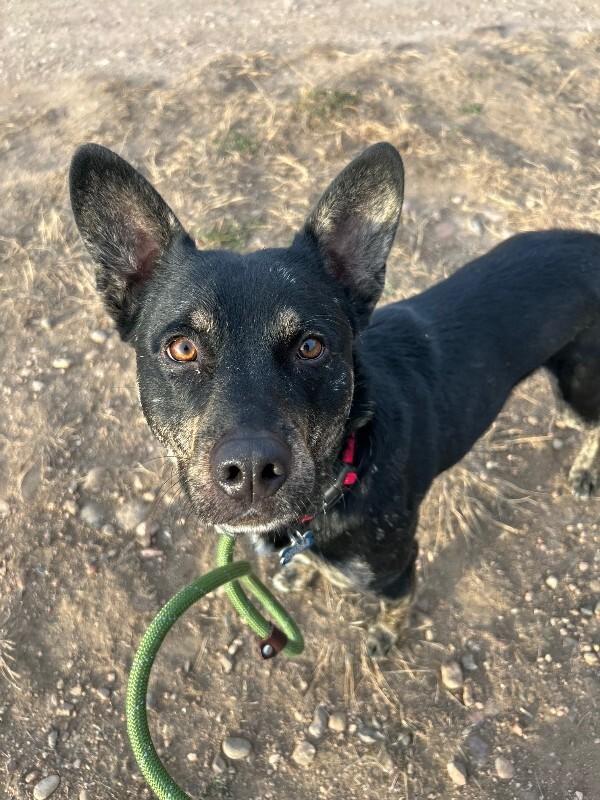Zeus, a Adoptable mixed breed in Fort Collins, CO image 1/5