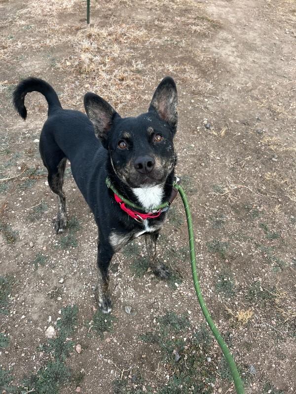 Zeus, a Adoptable mixed breed in Fort Collins, CO image 2/6