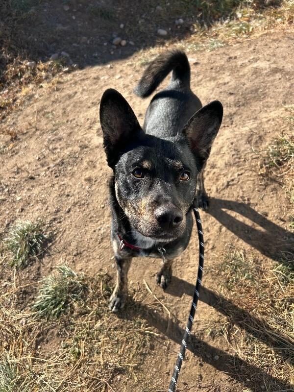 Zeus, a Adoptable mixed breed in Fort Collins, CO image 2/5