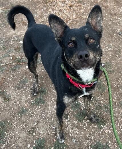 Zeus, a Adoptable mixed breed in Fort Collins, CO image 4/6