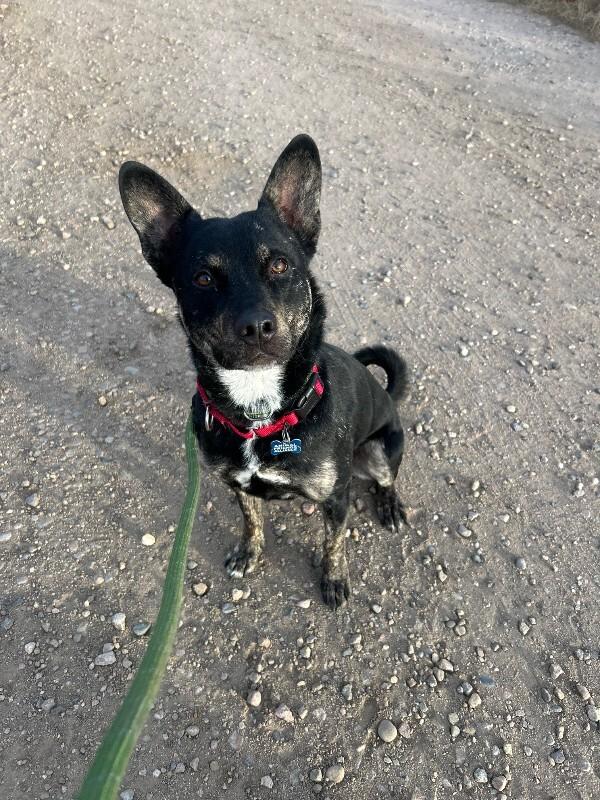 Zeus, a Adoptable mixed breed in Fort Collins, CO image 3/5