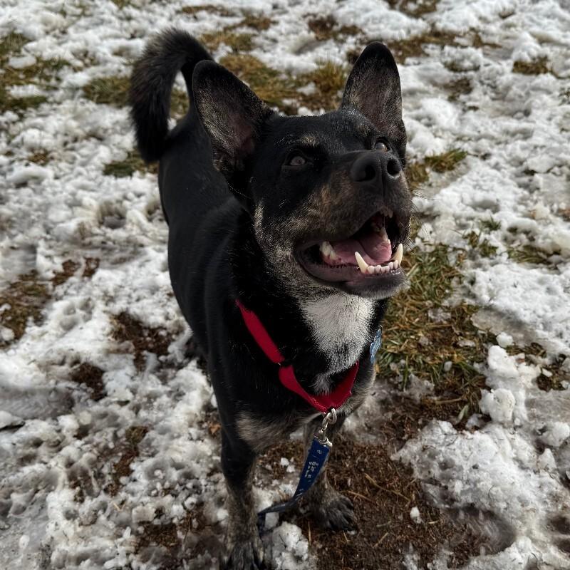 Zeus, a Adoptable mixed breed in Fort Collins, CO image 4/5