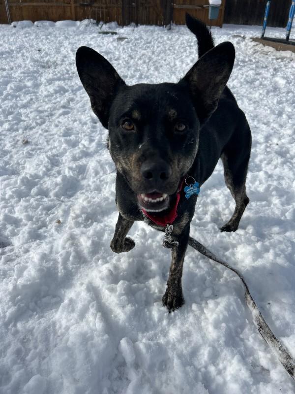 Zeus, a Adoptable mixed breed in Fort Collins, CO image 5/5