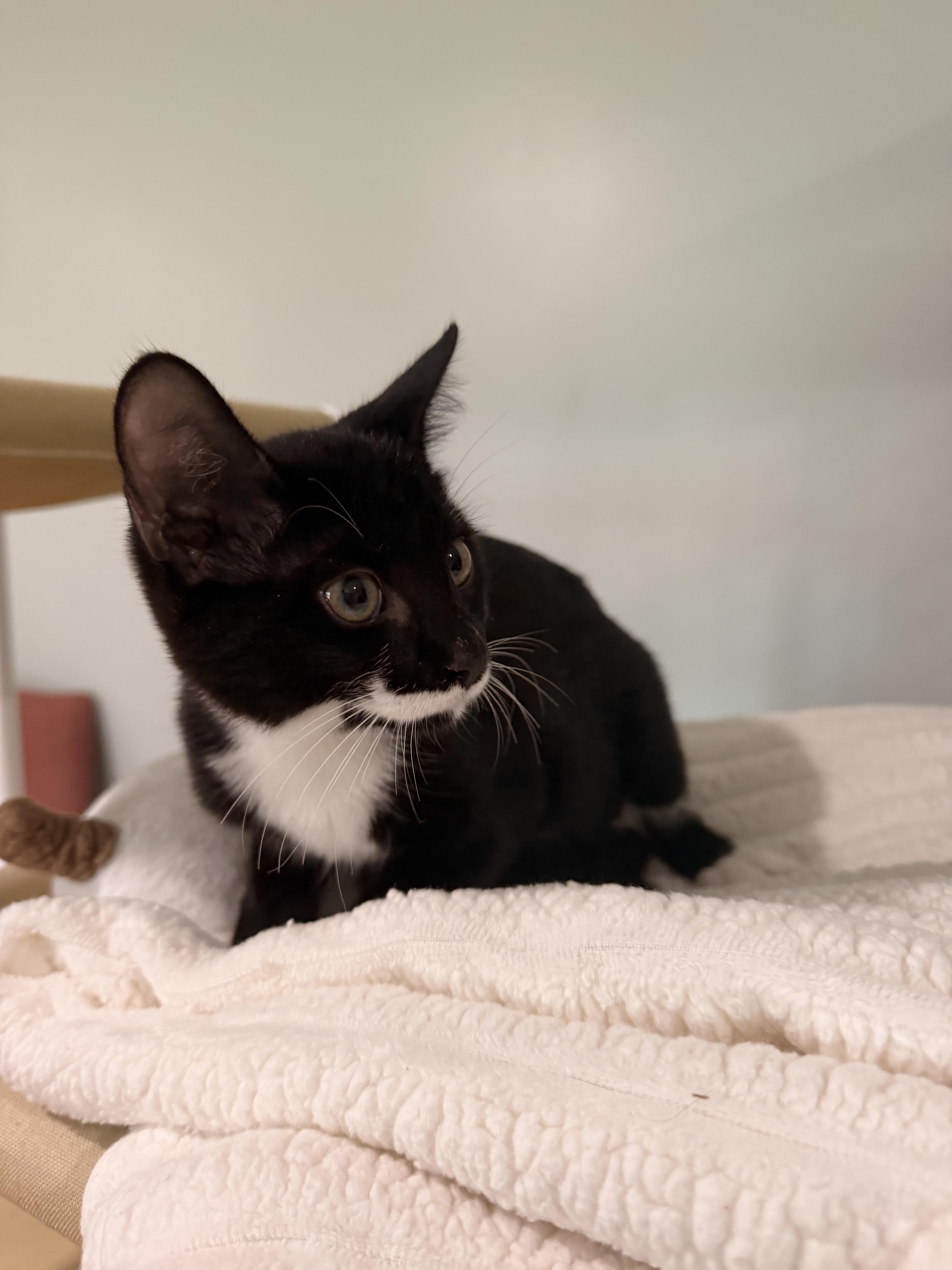 Panda, Adoptable, Kitten Male Domestic Short Hair.