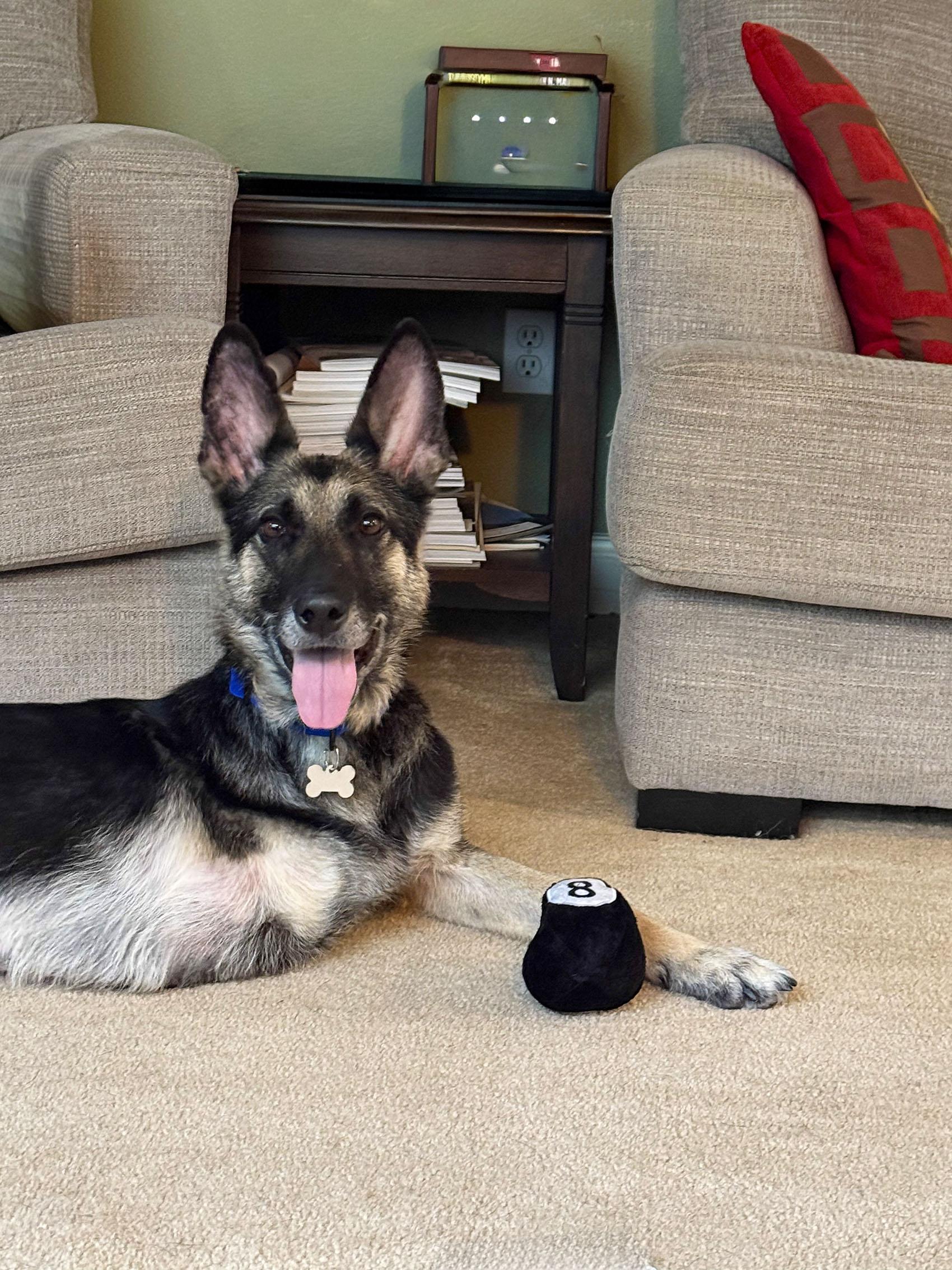 Roux, a Adoptable German Shepherd Dog in Bellevue, WA image 3/6