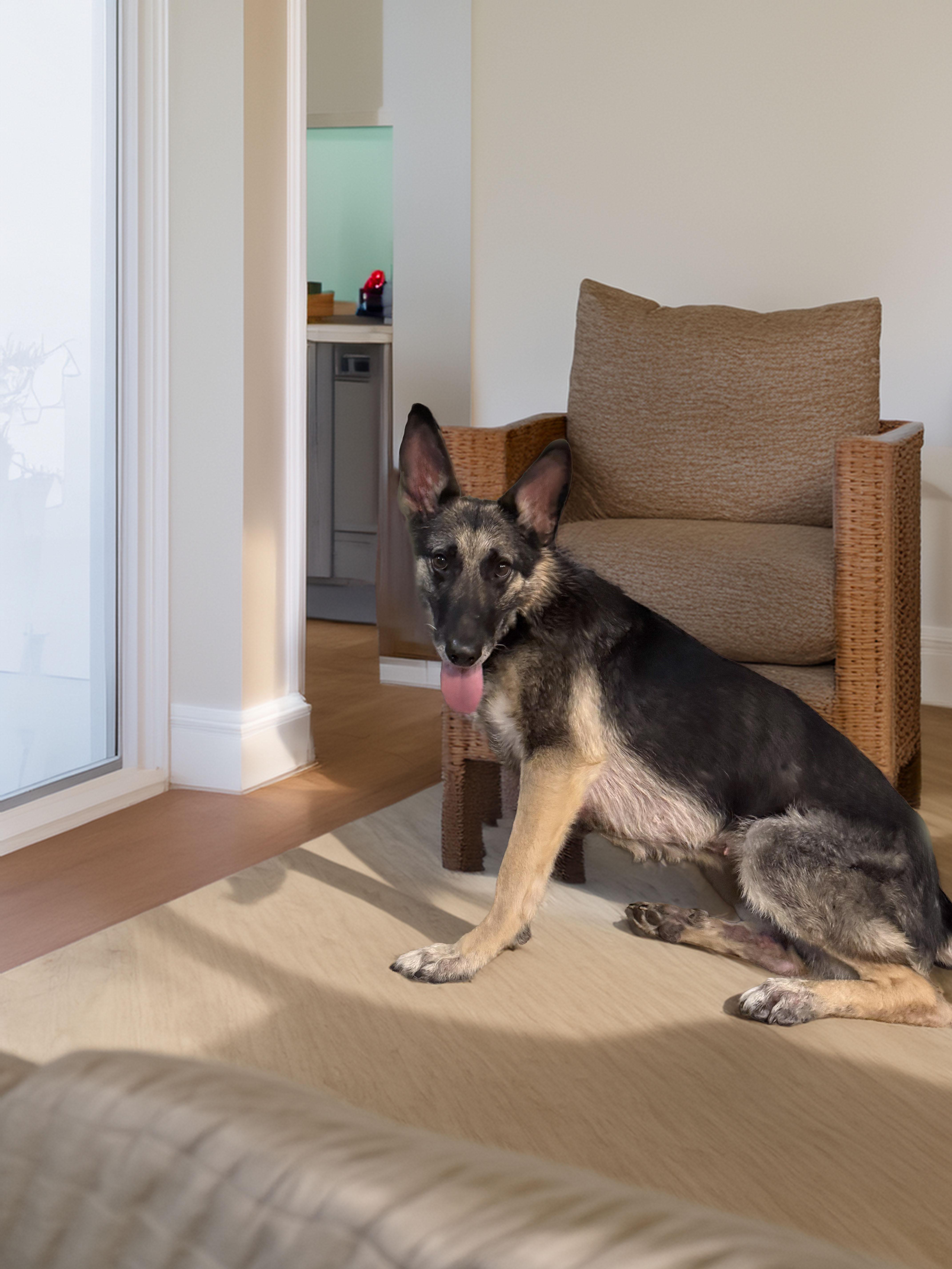 Roux, a Adoptable German Shepherd Dog in Bellevue, WA image 2/6