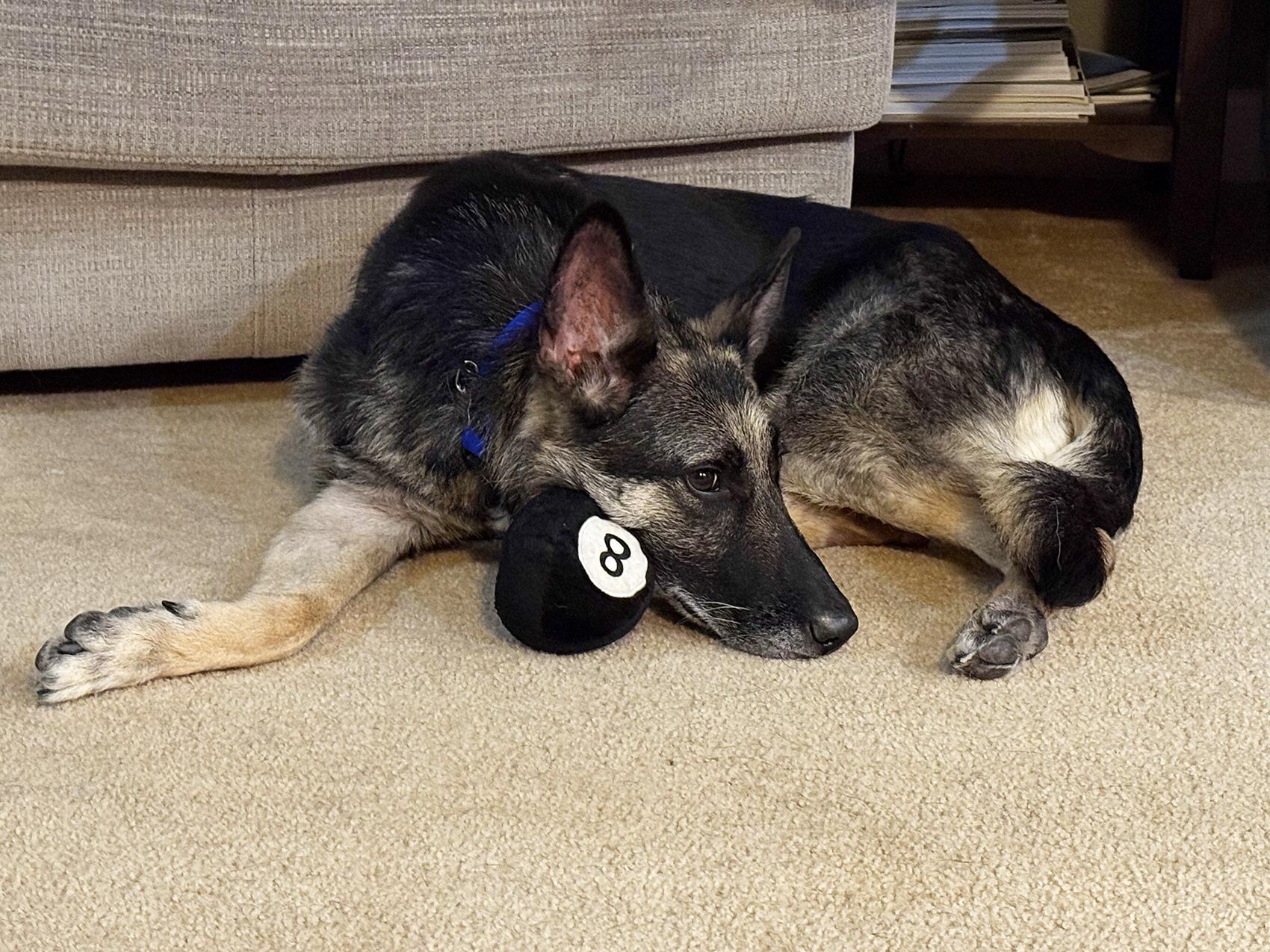 Roux, a Adoptable German Shepherd Dog in Bellevue, WA image 6/6