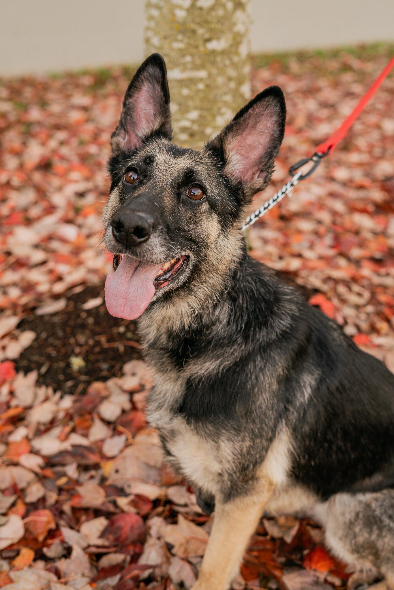 Roux, a Adoptable German Shepherd Dog in Bellevue, WA image 5/6