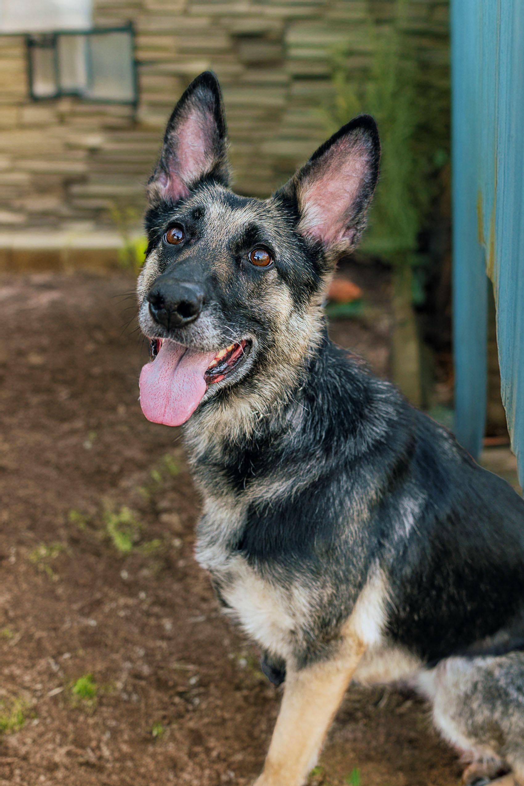 Roux, Adoptable, Adult Female German Shepherd Dog.