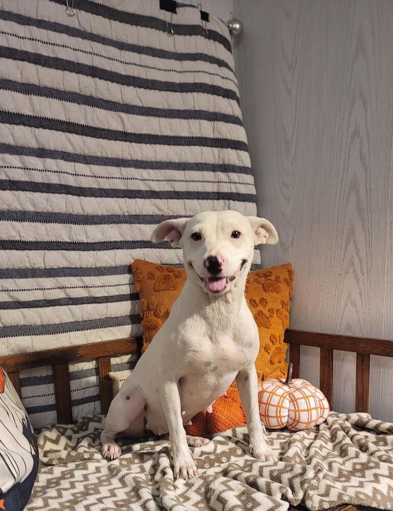 Enlarge DIVA, a Adoptable mixed breed in Opelousas, LA image 2/2