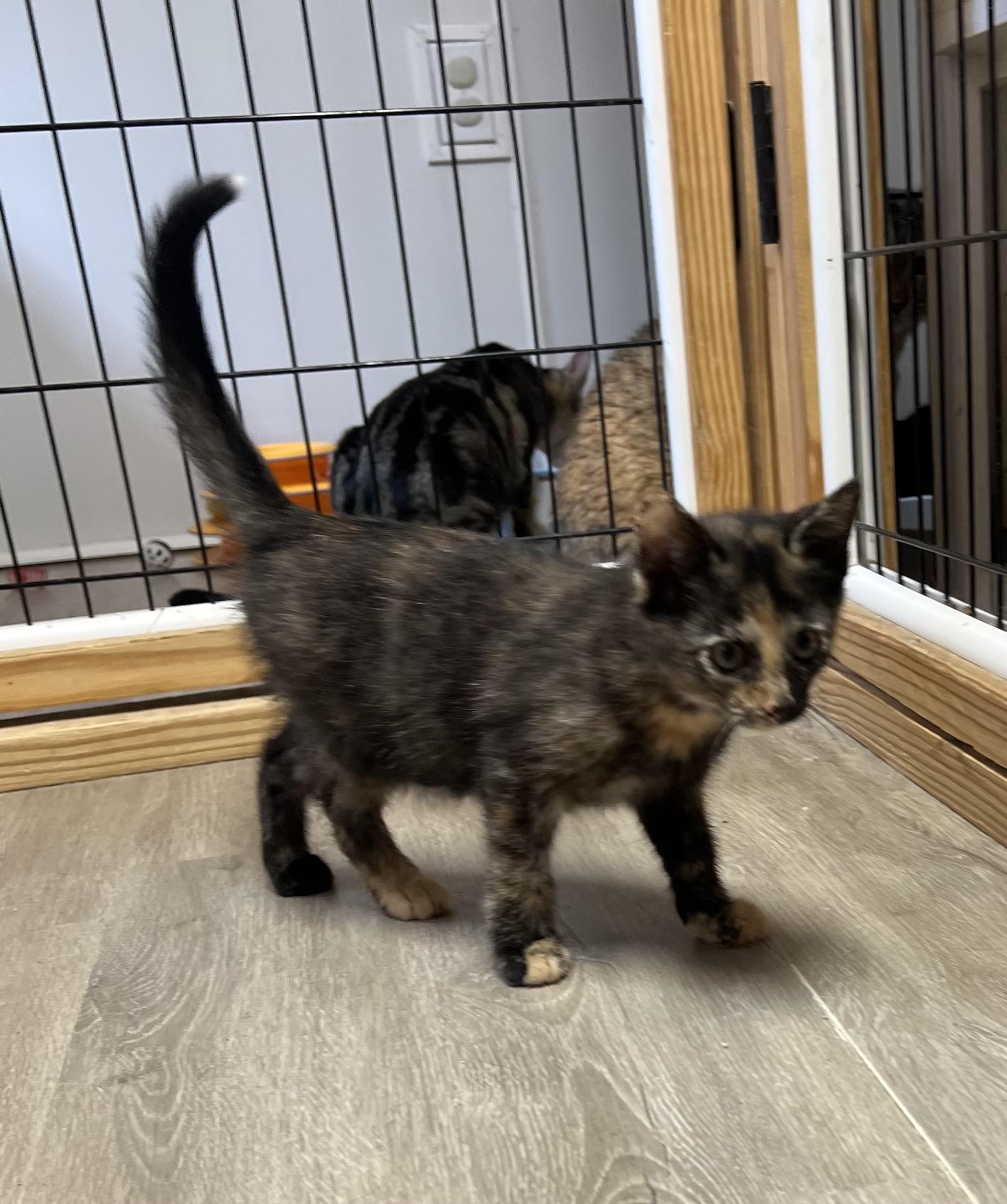 Enlarge Char, an adopted Domestic Short Hair in Knoxville, GA image 1/3