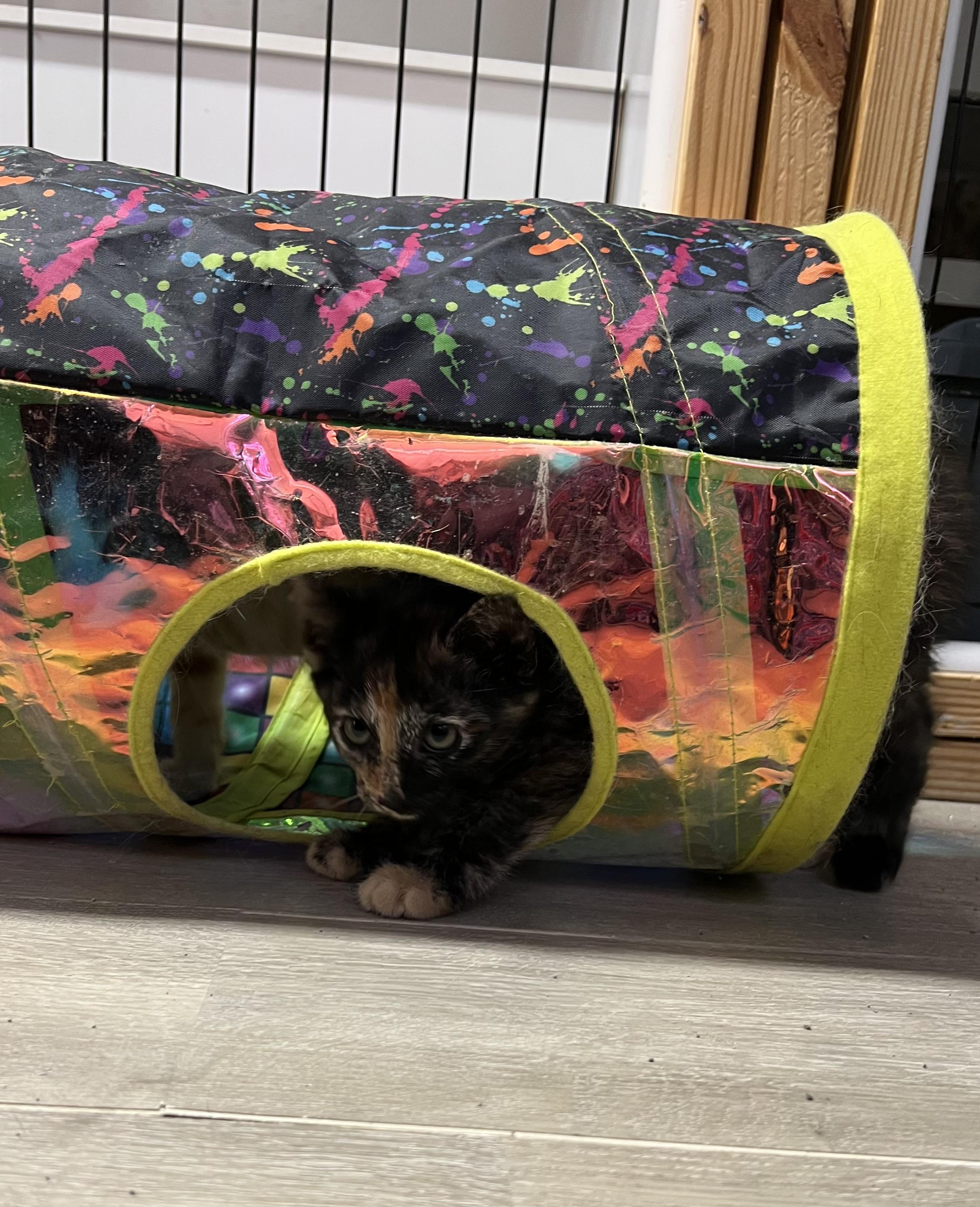 Enlarge Char, an adopted Domestic Short Hair in Knoxville, GA image 3/3