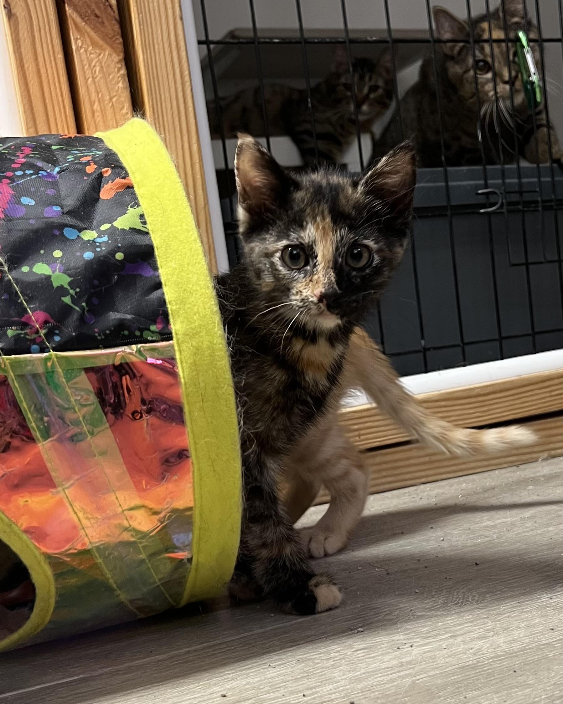 Enlarge Char, an adopted Domestic Short Hair in Knoxville, GA image 2/3