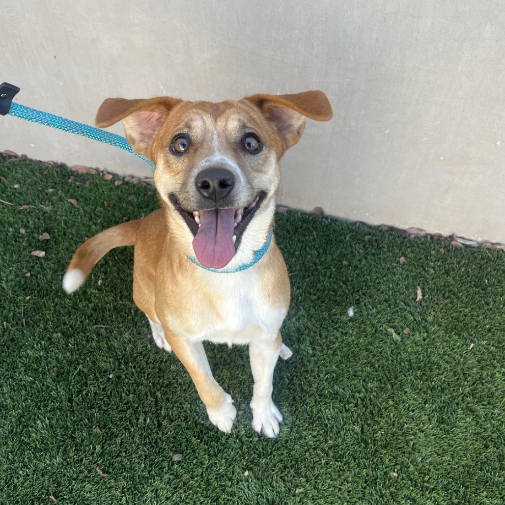 Enlarge Bandit, a Adoptable mixed breed in Fredericksburg, TX image 1/6