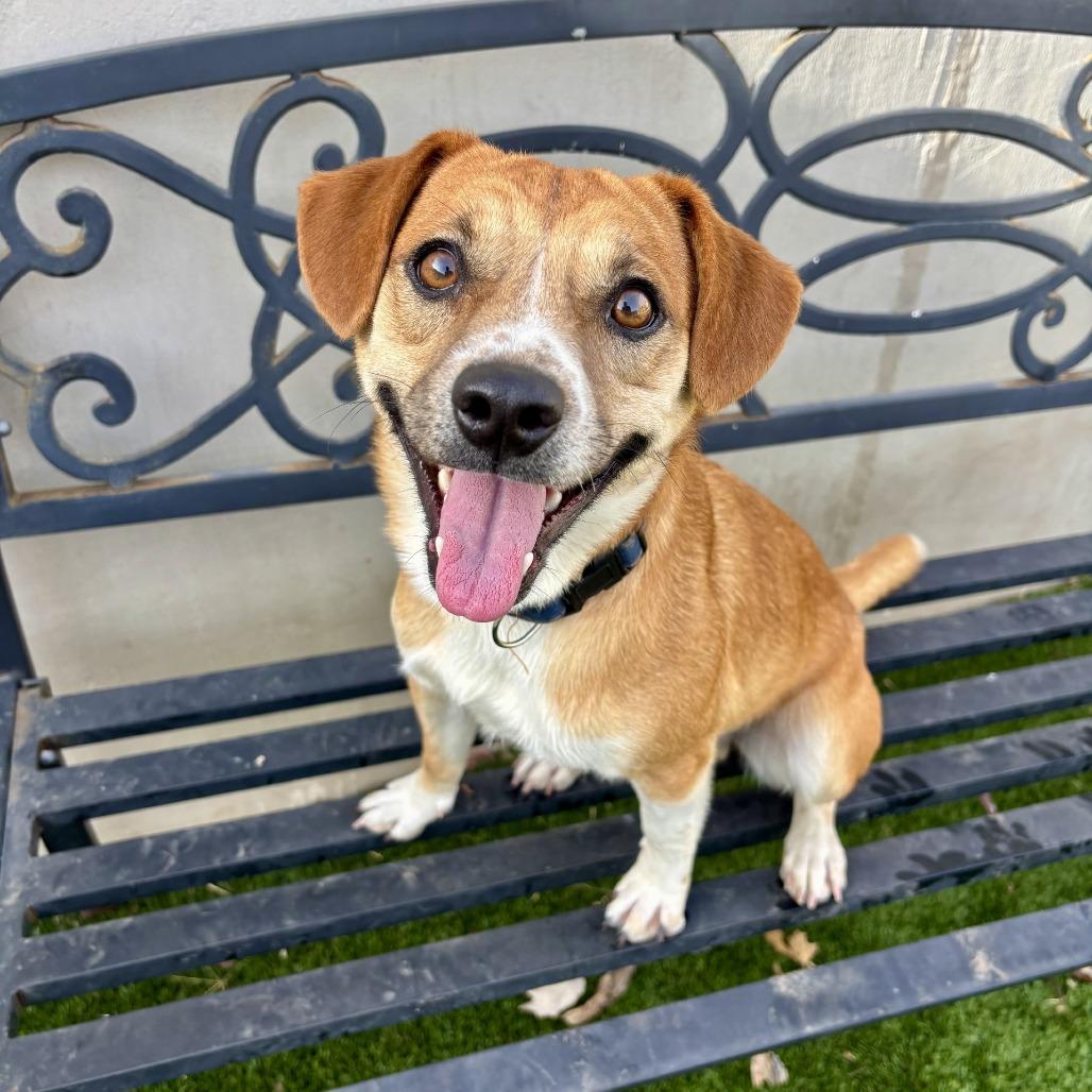 Enlarge Bandit, a Adoptable mixed breed in Fredericksburg, TX image 2/6