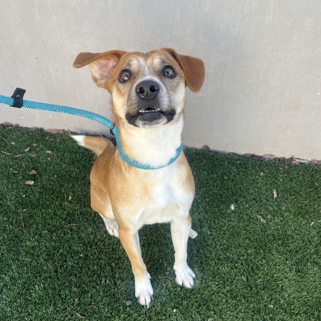 Enlarge Bandit, a Adoptable mixed breed in Fredericksburg, TX image 3/6