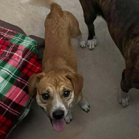 Enlarge Bandit, a Adoptable mixed breed in Fredericksburg, TX image 4/6