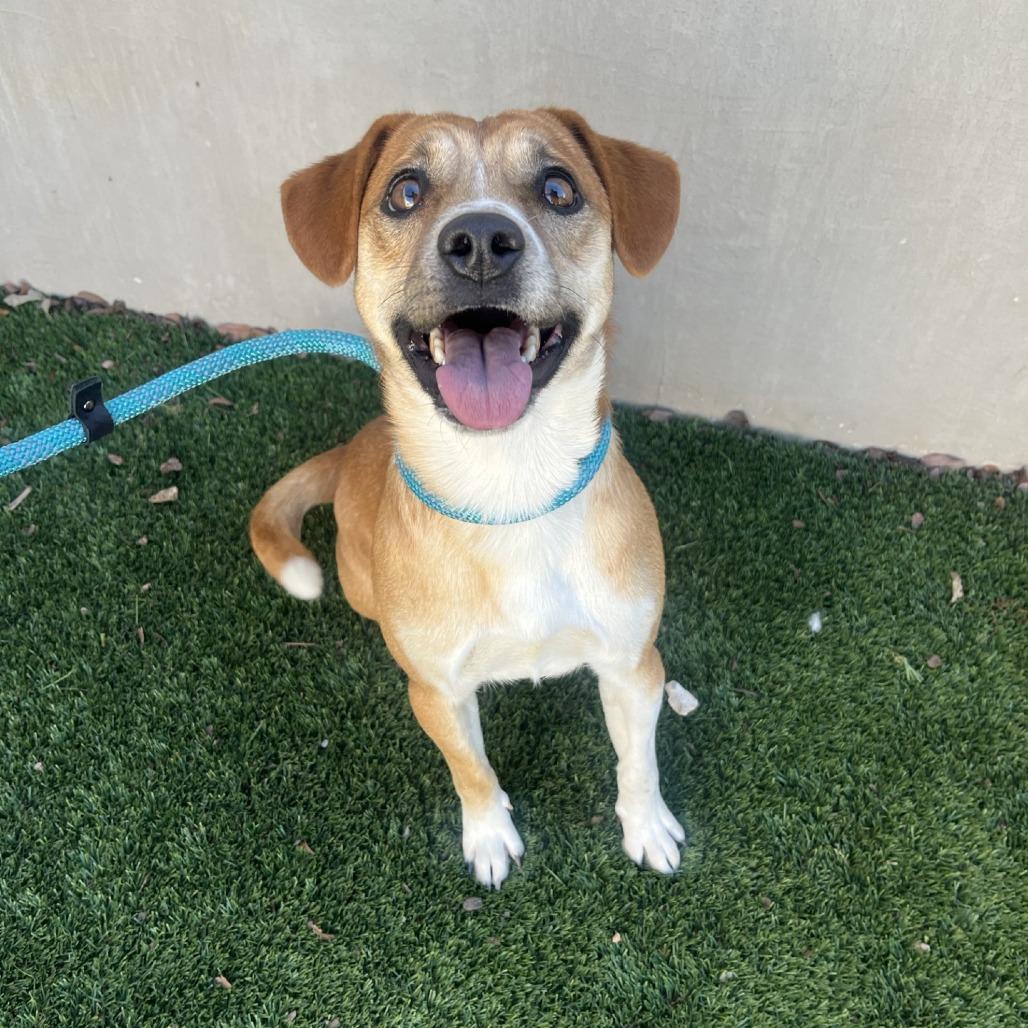 Enlarge Bandit, a Adoptable mixed breed in Fredericksburg, TX image 5/6