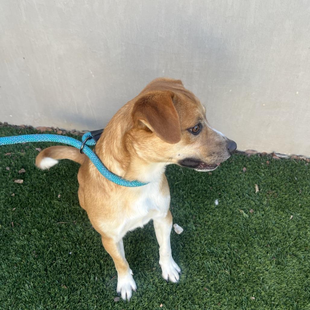 Enlarge Bandit, a Adoptable mixed breed in Fredericksburg, TX image 6/6