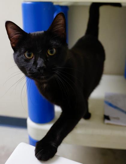 Enlarge Ralph, a Adoptable mixed breed in Baraboo, WI image 1/2