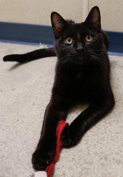 Enlarge Ralph, a Adoptable mixed breed in Baraboo, WI image 2/2