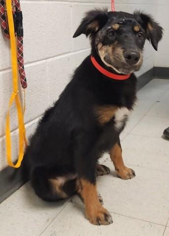 Ike, ADOPTABLE, Puppy Male Australian Shepherd.