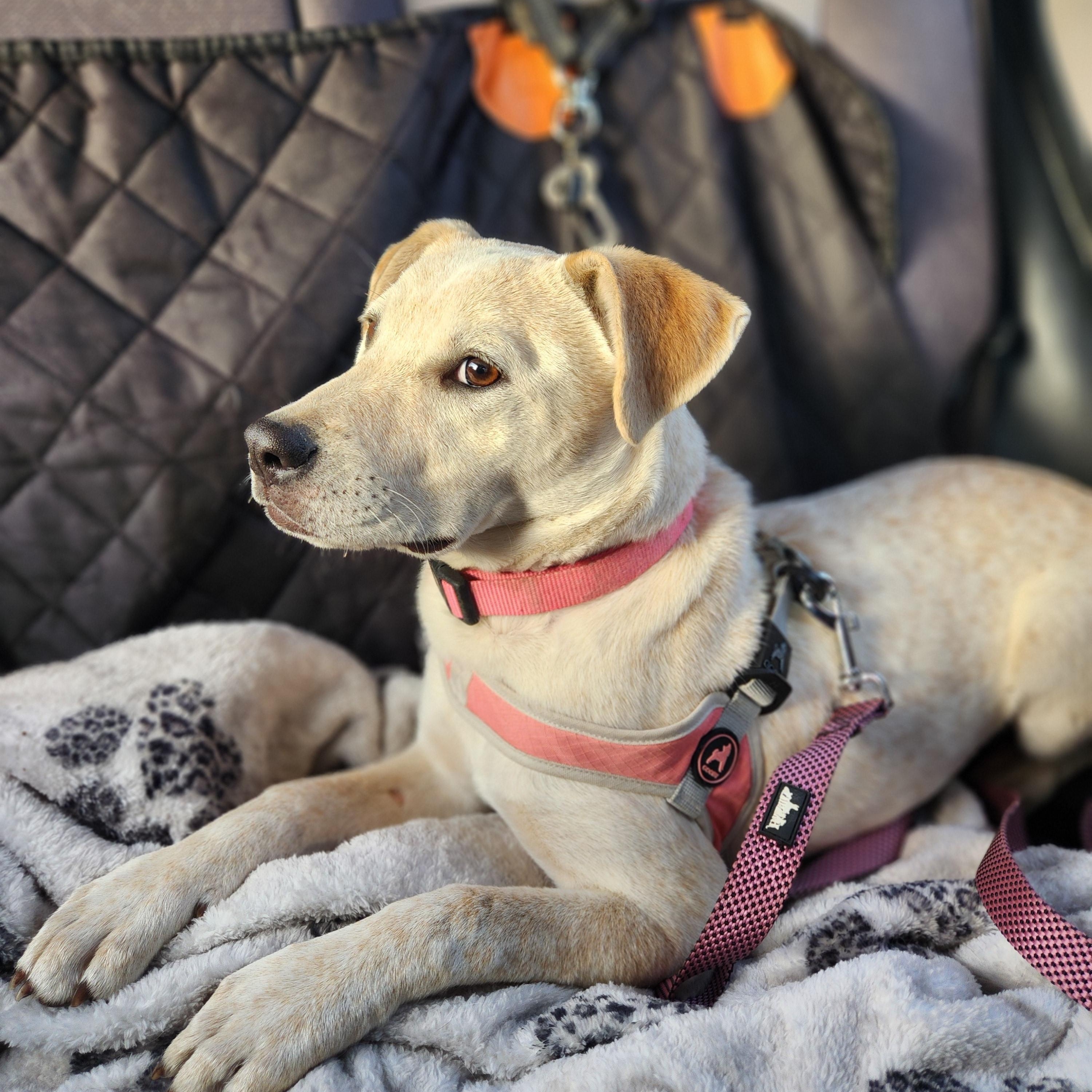 Enlarge Grace, a ADOPTABLE mixed breed in Killeen, TX image 3/6