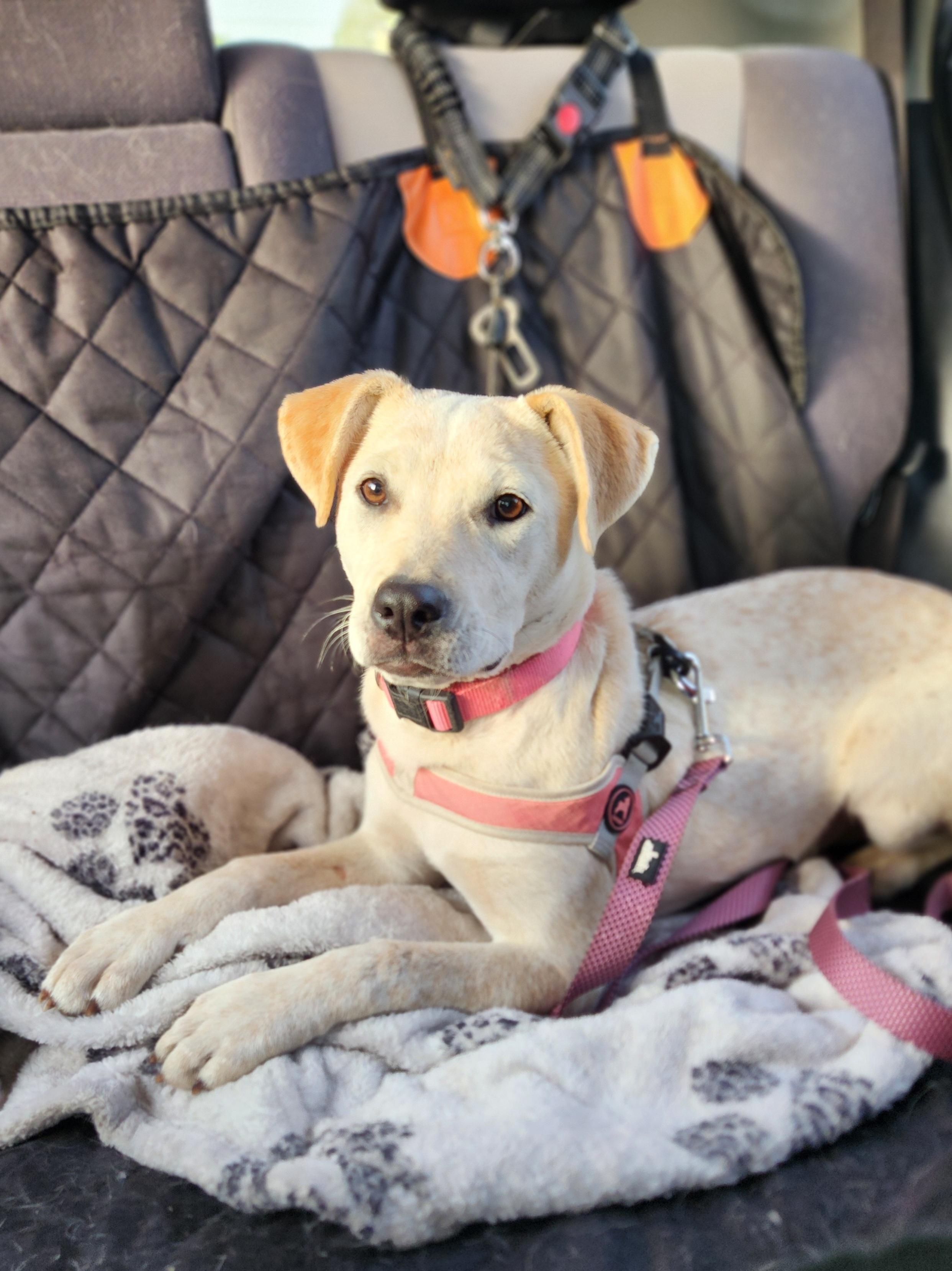 Grace, ADOPTABLE, Young Female Cattle Dog & Yellow Labrador Retriever.