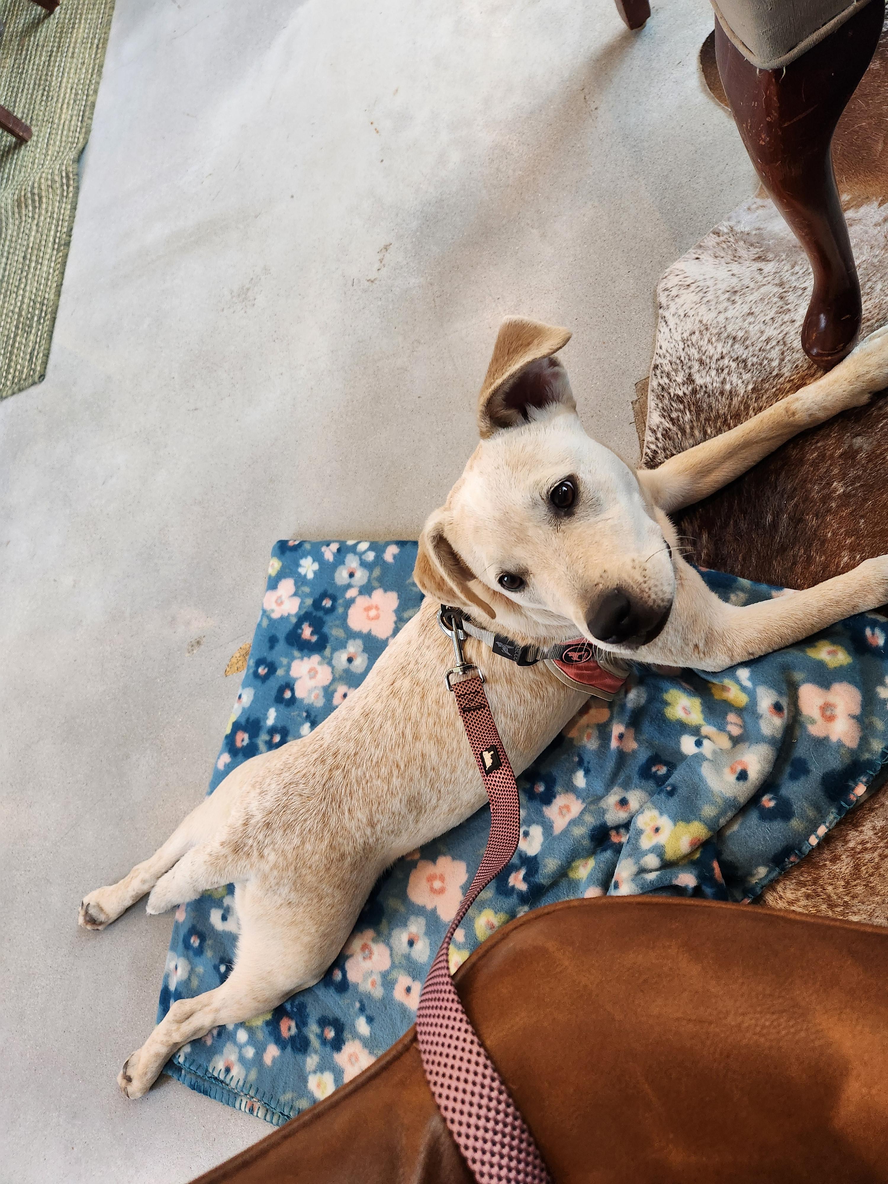 Enlarge Grace, a ADOPTABLE mixed breed in Killeen, TX image 5/6