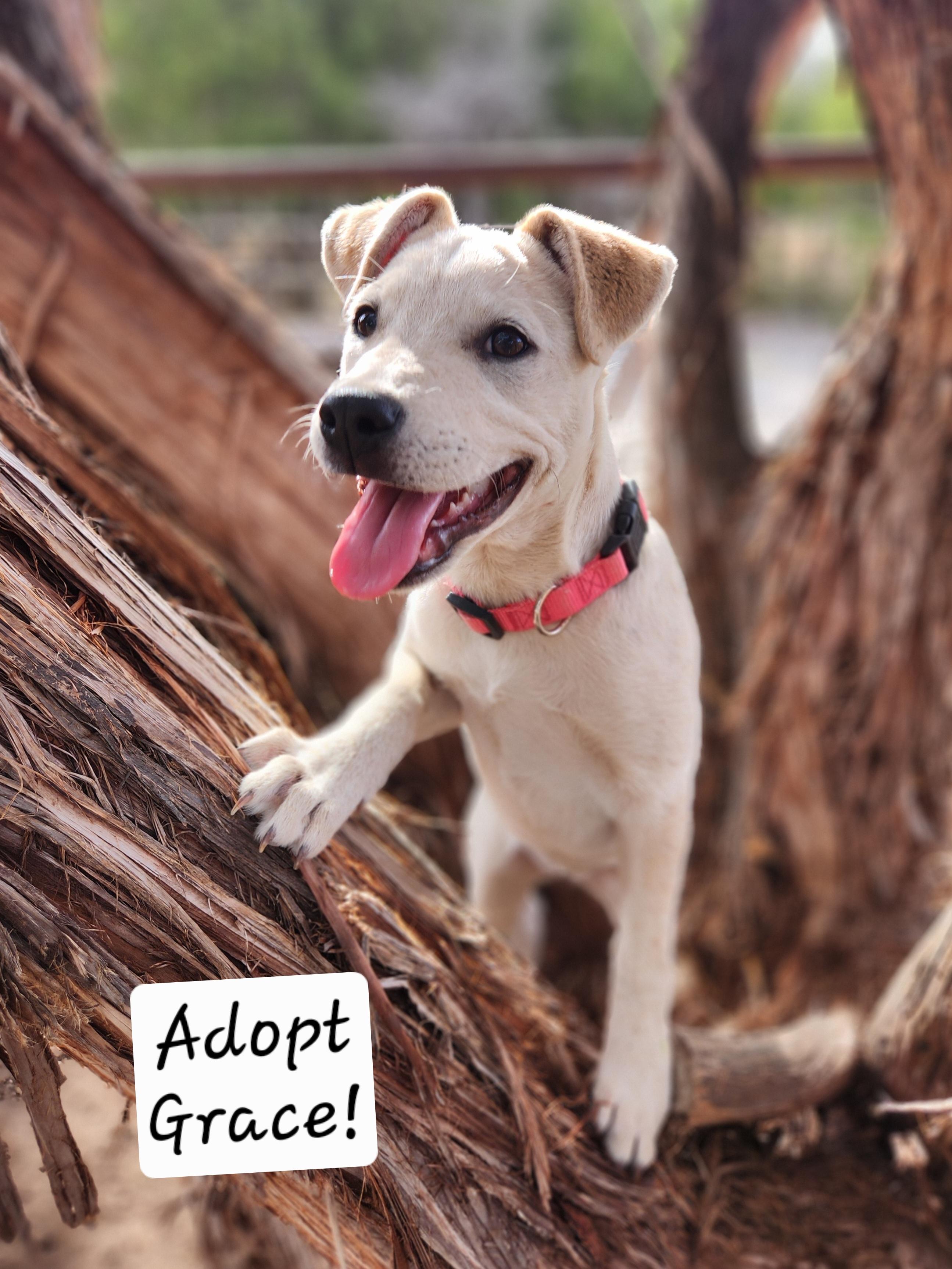 Enlarge Grace, a ADOPTABLE mixed breed in Killeen, TX image 2/6