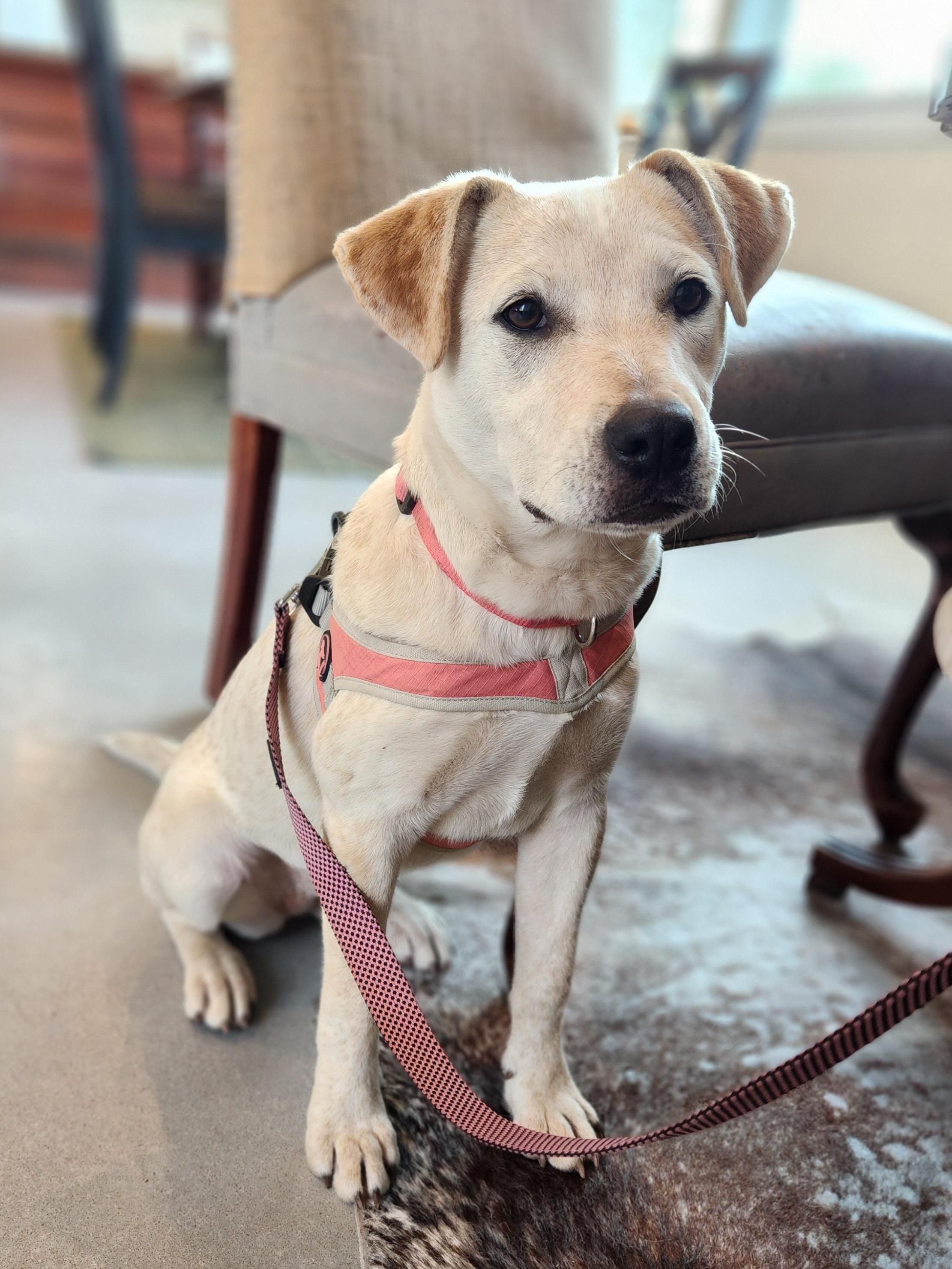 Enlarge Grace, a ADOPTABLE mixed breed in Killeen, TX image 4/6