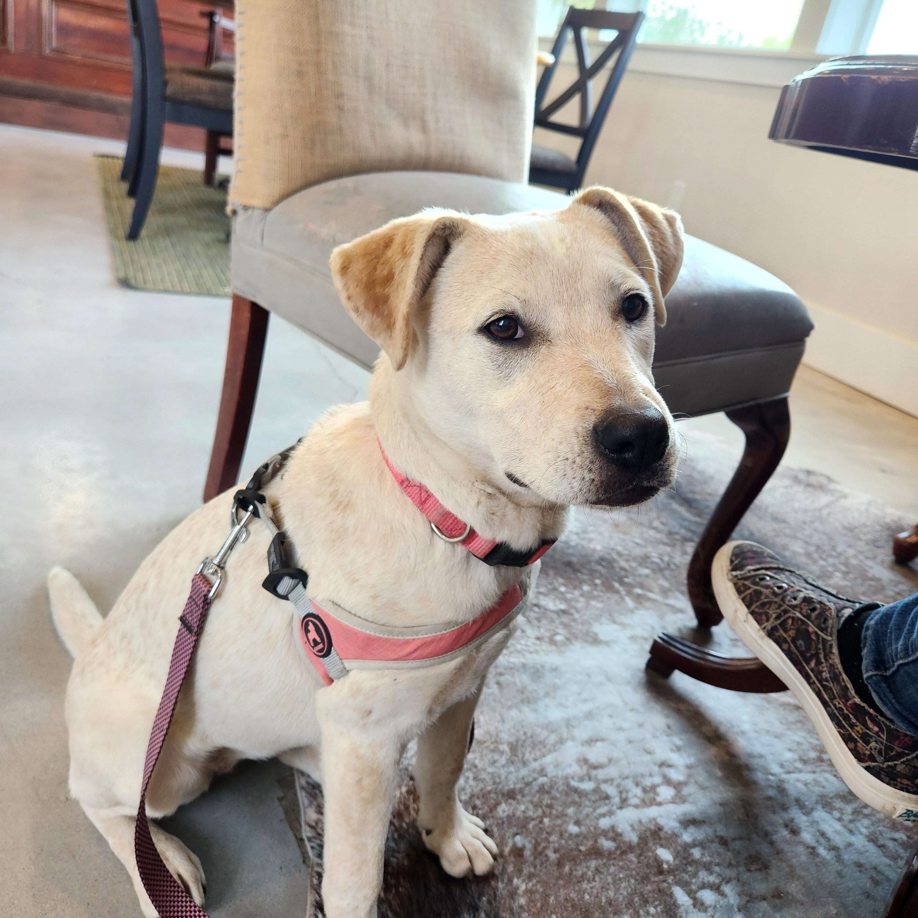 Enlarge Grace, a ADOPTABLE mixed breed in Killeen, TX image 6/6