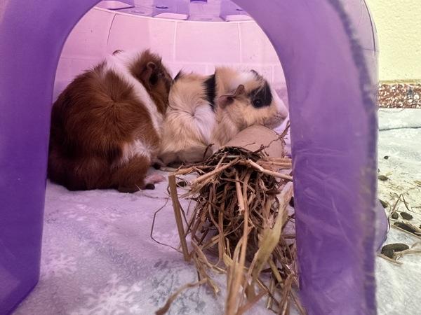 Wheeks Bentley, Adoptable, Baby Male Guinea Pig.