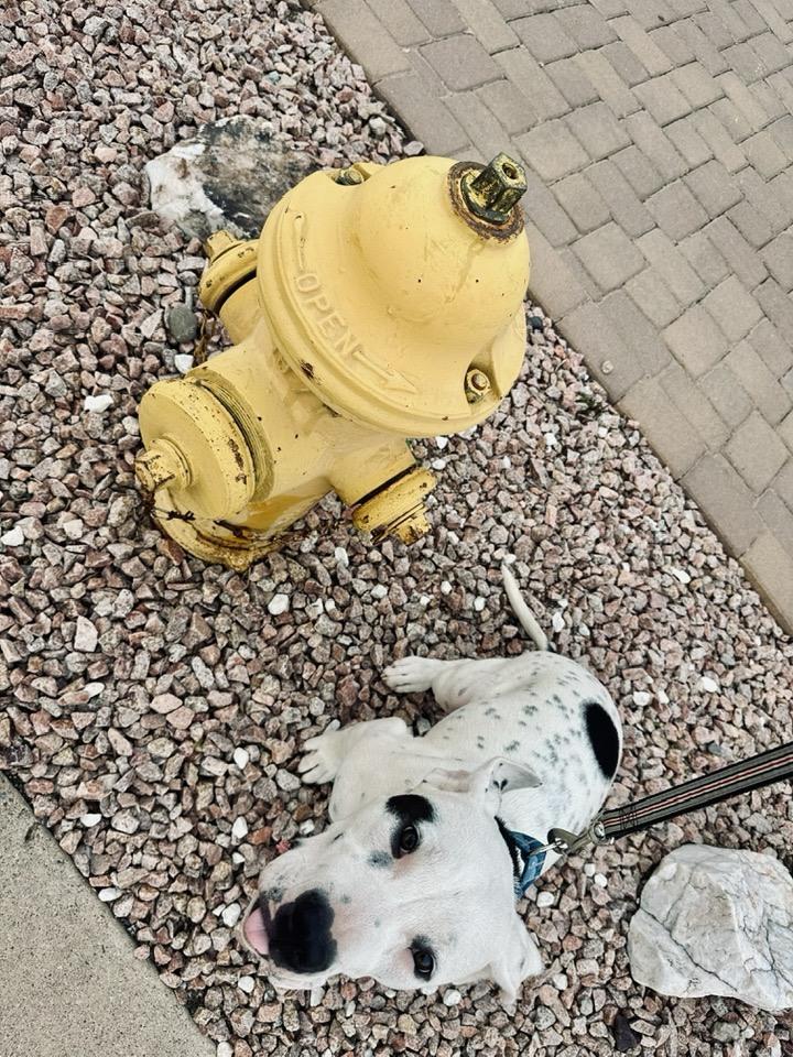 Enlarge Christy, a ADOPTABLE Pit Bull Terrier in Tempe, AZ image 3/3
