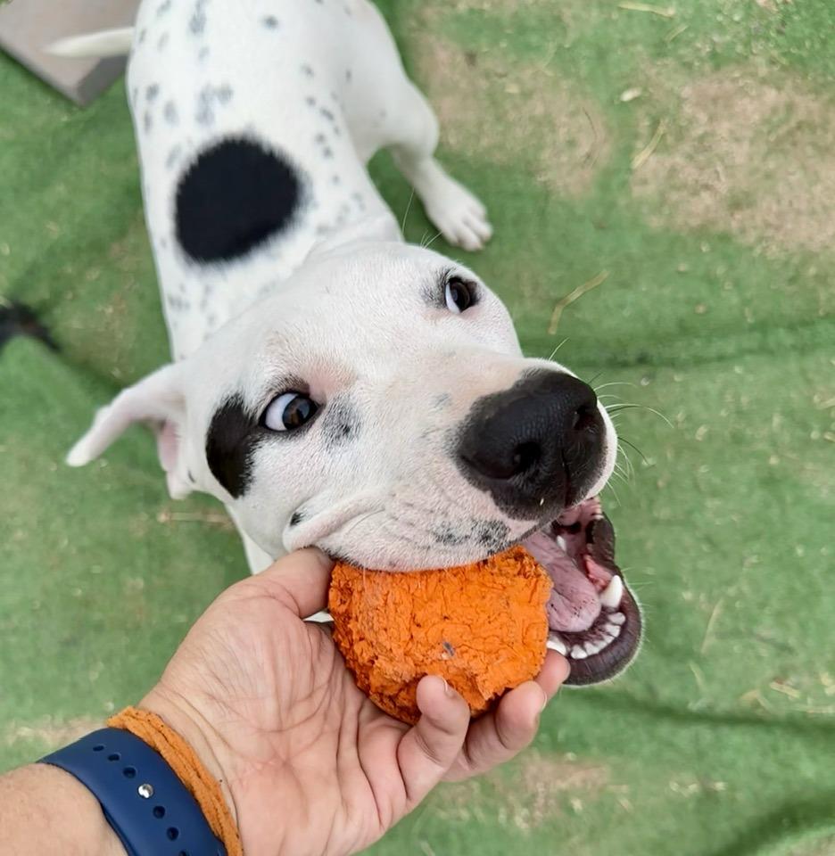 Enlarge Christy, a ADOPTABLE Pit Bull Terrier in Tempe, AZ image 2/3