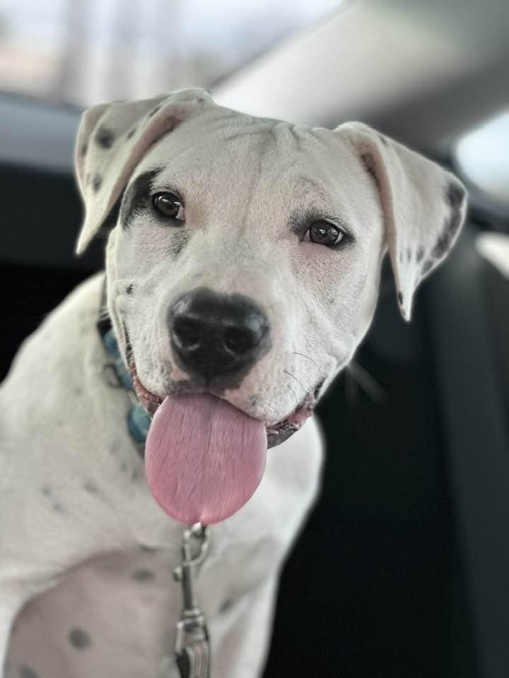 Christy, ADOPTABLE, Young Female Pit Bull Terrier.