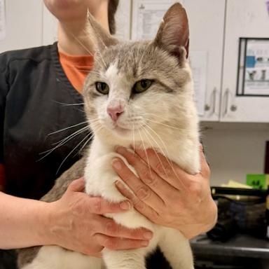 Enlarge Pink Pony, a ADOPTABLE American Shorthair in Danbury, CT image 2/6