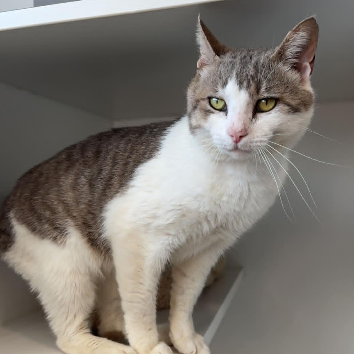 Enlarge Pink Pony, a ADOPTABLE American Shorthair in Danbury, CT image 1/6