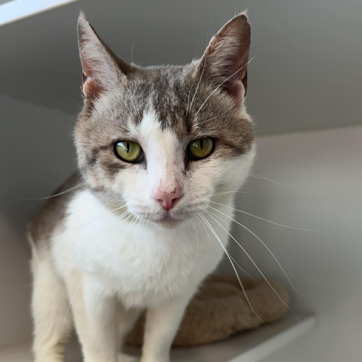 Enlarge Pink Pony, a ADOPTABLE American Shorthair in Danbury, CT image 4/6