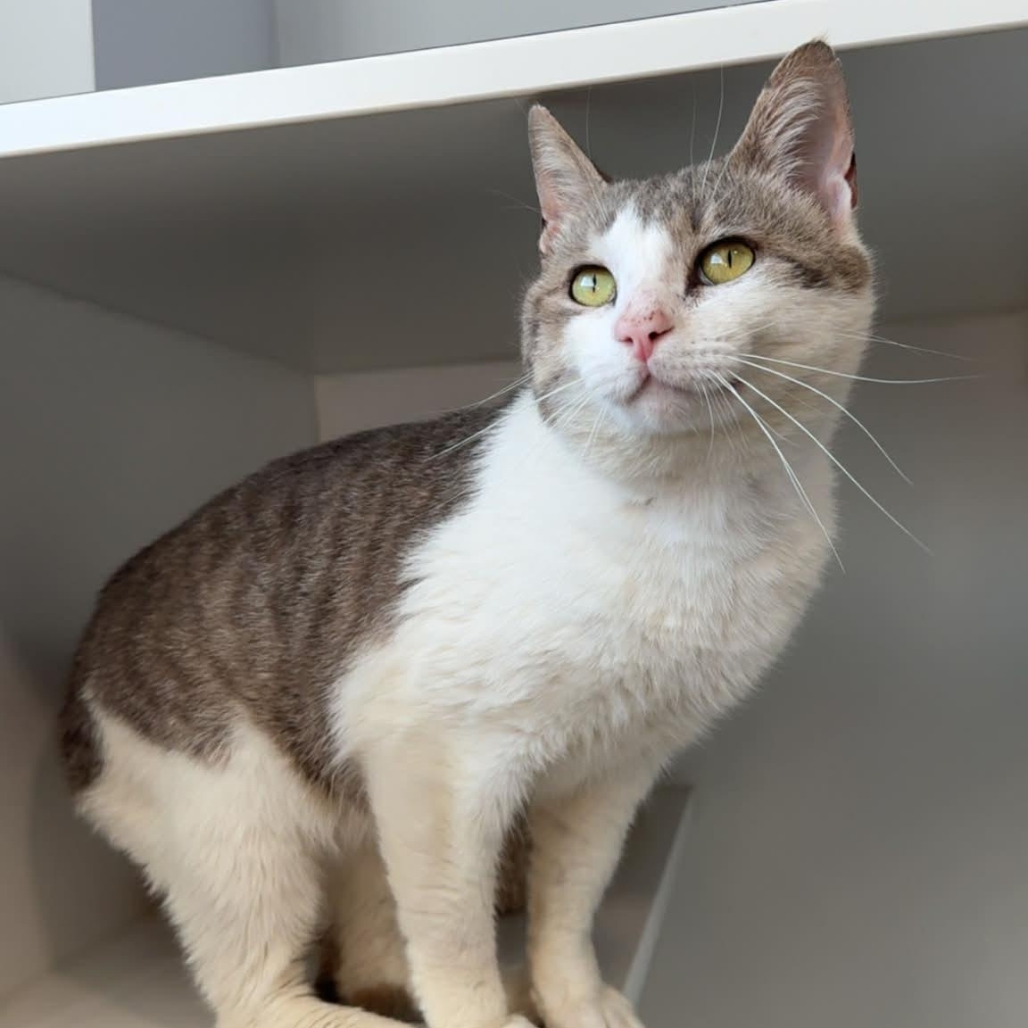 Enlarge Pink Pony, a ADOPTABLE American Shorthair in Danbury, CT image 5/6