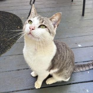 Enlarge Pink Pony, a ADOPTABLE American Shorthair in Danbury, CT image 3/6
