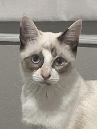 Ruby O, Adoptable, Kitten Female Siamese & Domestic Short Hair.