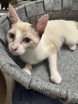 Ruby O, Adoptable, Kitten Female Siamese & Domestic Short Hair.