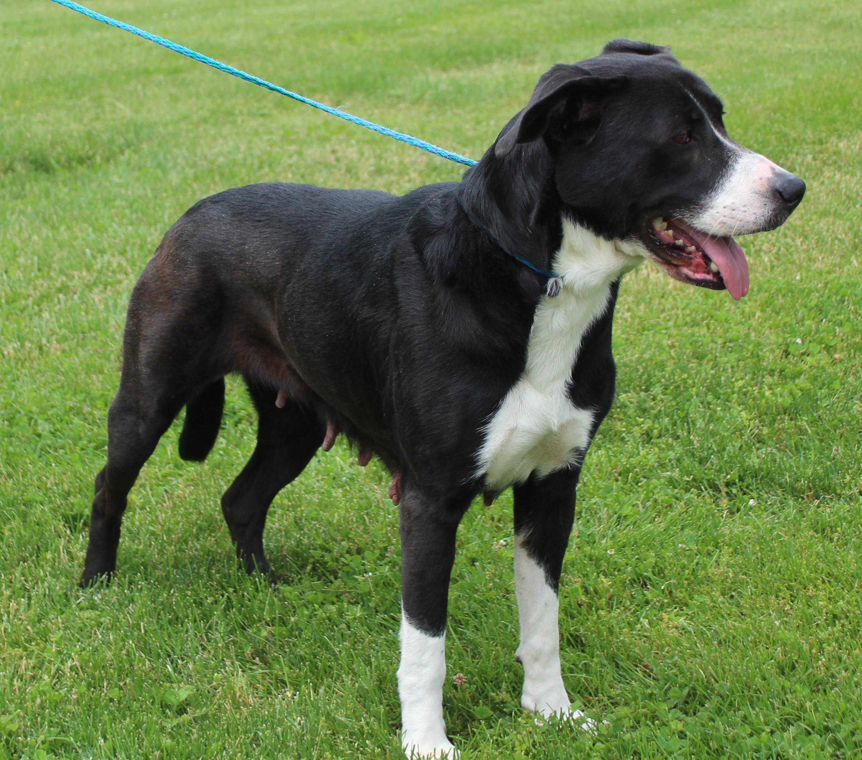 Leia (11960), ADOPTABLE, Adult Female Pit Bull Terrier.