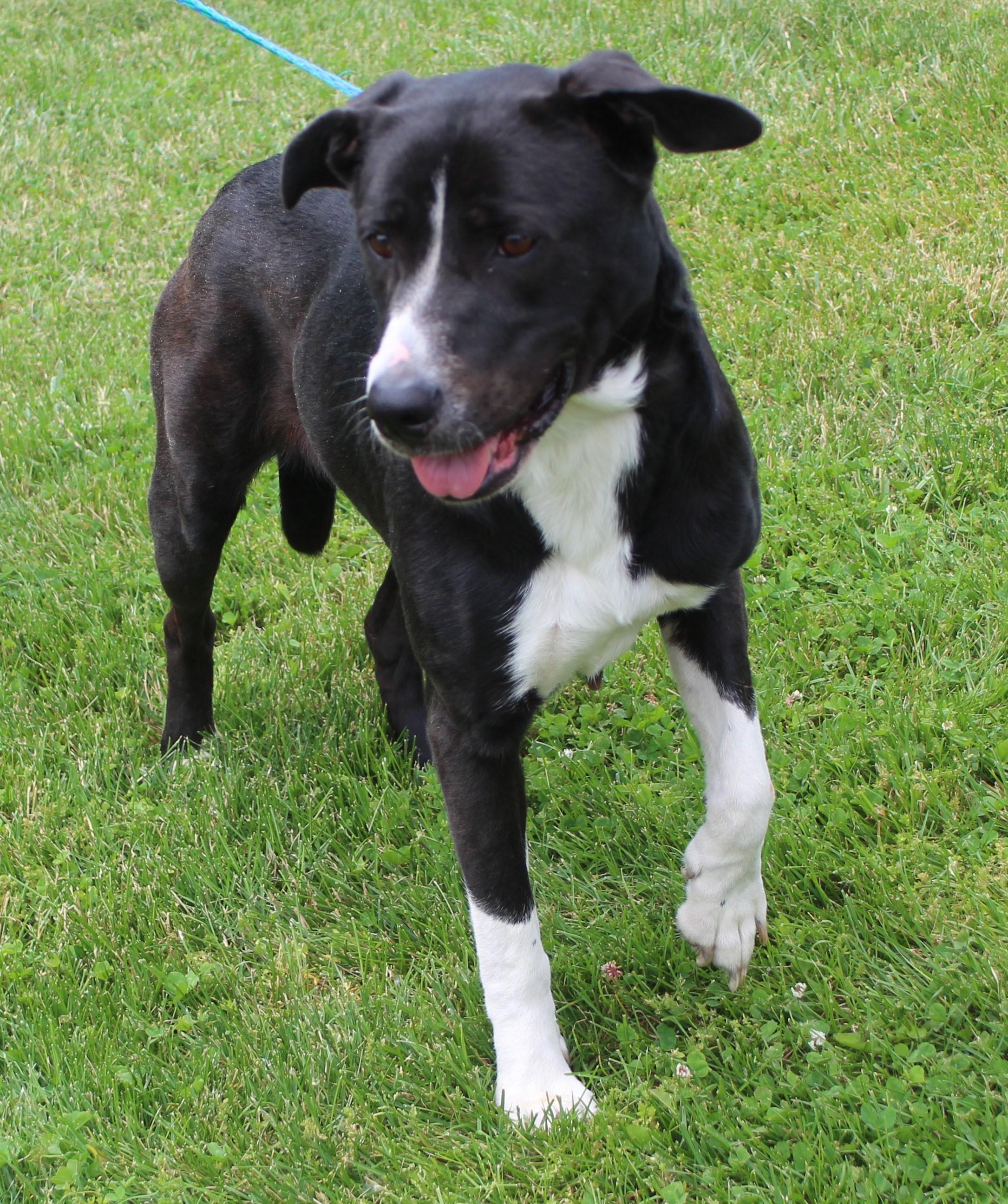 Leia (11960), a ADOPTABLE mixed breed in Heath, OH image 2/2